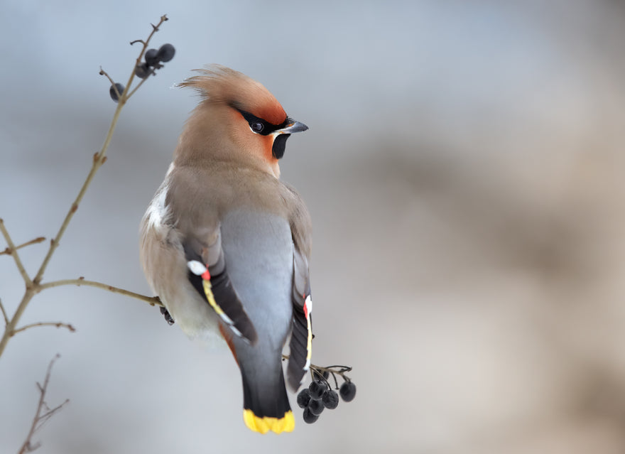SEVEN ENDEARING FACTS ABOUT WAXWINGS