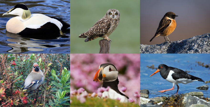 Introducing our Feathered Friends