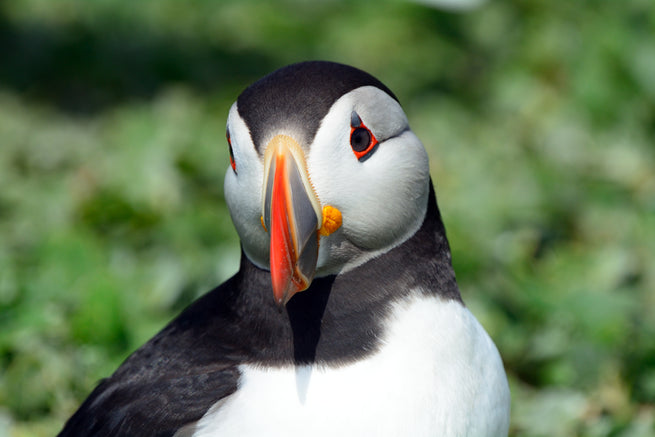 A Circus of Puffins