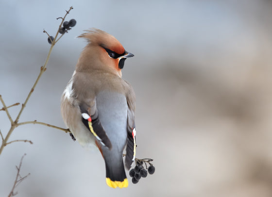 SEVEN ENDEARING FACTS ABOUT WAXWINGS