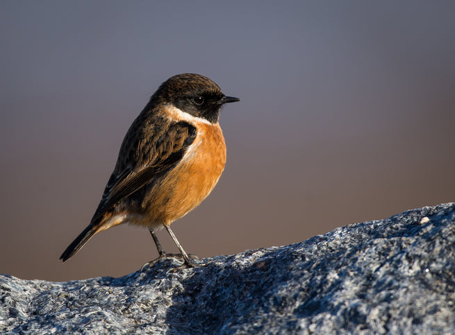THE STONECHAT