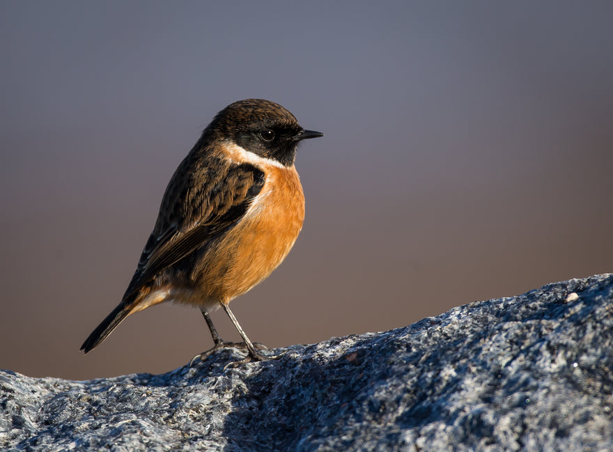 THE STONECHAT