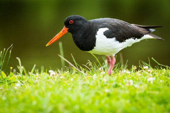 OYSTERCATCHER INSIGHTS